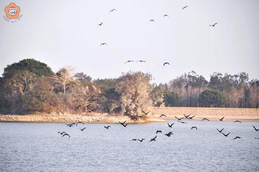   太湖鳥影響太湖水，有人希望在太湖島上伐木驅鳥；也有人希望弄清楚根本的原因再採取行動。（資料照片／張建騰攝）