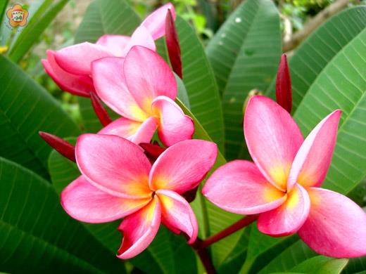 雞蛋花開花超美
  李增汪／圖文