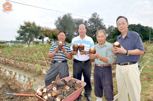 烈嶼芋頭節挖芋體驗活動,安排民眾及遊客於本月22日下芋田挖芋,芋農孫文良(右二)向鄉長洪成發(左二)獻出自種的碩大香芋頭,配合活動,讓民眾DIY開挖,自行帶回嚐鮮。(許加泰攝)