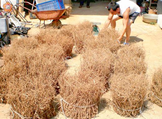 農試所輔導的三十餘戶農友，今年冬季可收穫一條根的面積為三點多公頃。（農試所提供）