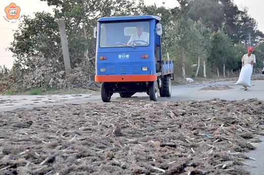 秋作高粱採收，農友將高粱穗曬在馬路上乾燥及脫粒。（陳麗妤攝）