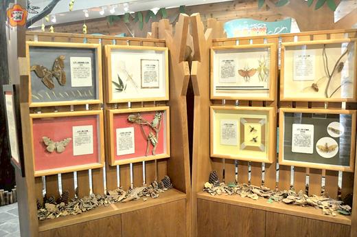   金門縣林務所昨日起推出「昆蟲界的金氏世界紀錄特展」，有四十餘組世界級特殊昆蟲標本和歐亞水獺骨骼毛皮標本，請鄉親把握機會前往觀賞。（陳麗妤攝）
