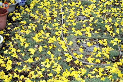 滿地黃花堆積        李增汪／圖文