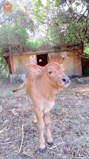 牠的姿勢﹐好牛
張建騰／圖文