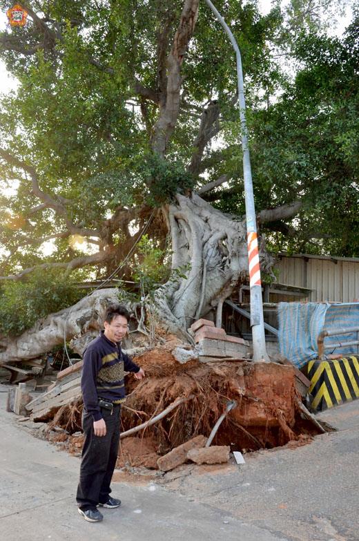   金寧鄉頂埔下村內碩果僅存的一株上百年老榕樹，昨被強勁東北季風連根拔起，所幸沒有造成人員傷亡。（楊水詠攝） 