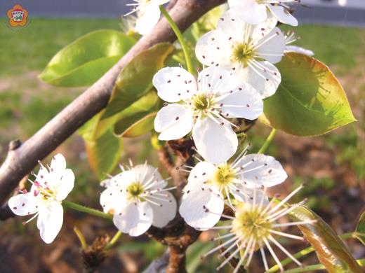 梨樹開花美呆了