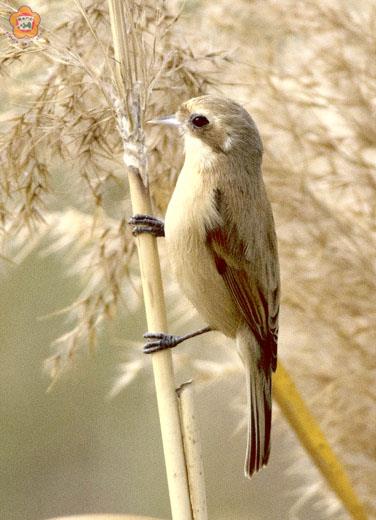 稀有冬候鳥「攀雀」現身西園，鳥友爭睹嬌艷，金門鳥會接獲通報，歡喜分享來金門做客的攀雀豐富生態。
（照片由台大園藝系教授曾文聖拍攝）