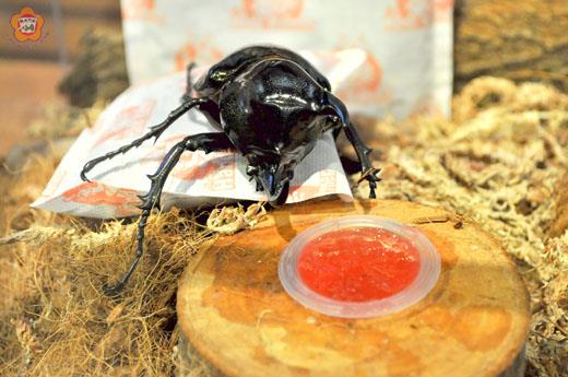 太冷了！林務所活體昆蟲展也要防寒害，員工在木屑上墊上暖暖包，南洋大兜蟲躺在暖暖包上睡覺取暖。（陳麗妤攝）