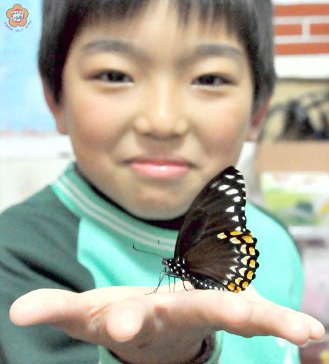   有沒有搞錯？這隻黃邊鳳蝶竟然選在寒流來襲時羽化。（張建騰攝）