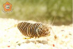 海底慢郎中蜜蜂蝦
（照片水試所提供）