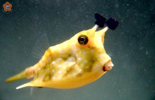   迎接壬辰龍年來到！金門水試所於春節農曆初一至初三期間舉辦「迎新春漁業展」系列活動，歡迎鄉親前往觀賞黃金皮卡丘等，分享水族生物多樣性的奧秘。（金門水試所提供）