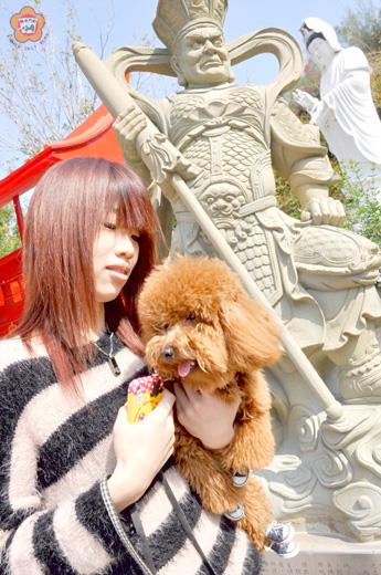 紅色貴賓狗，打領帶，穿布鞋（見圖，張建騰攝）