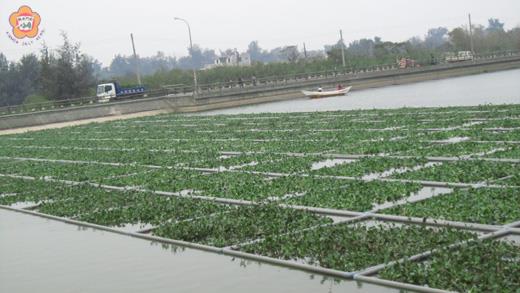 自來水廠在金沙水庫執行「浮生植物植生淨化計畫」的情形。
（張建騰攝）