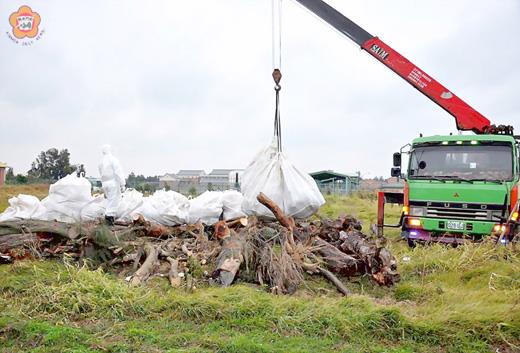 金門縣日前爆發豬隻口蹄疫事件，豬隻撲殺後予以焚燒處理。
（照片由金門縣政府提供）
