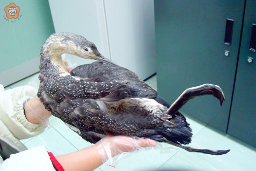  3日下午金管處接獲鳥友通報，前往慈湖一帶搶救一隻紅喉潛鳥，可惜仍因溺水過久致死，未來將製成標本提供保育研究。（圖片由金管處提供）
