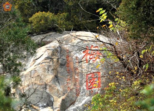   真難得，太武山「梅園」的梅花綻放了；蔣緯國於民國七十六年為梅園勒石題字。（張建騰攝）