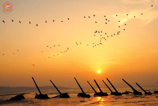   「黑衫大軍」鸕鶿成群結隊飛抵慈湖過冬，金管處歡迎鄉親有空到慈湖賞鳥。（圖片由鳥友董森堡提供）