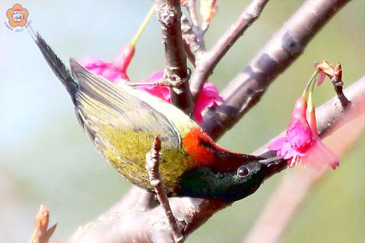 在金門，稀有的叉尾太陽鳥亦現身花叢中，編織自然生態景觀。（林務所陳西村／陳麗妤攝）