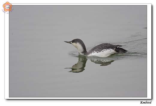 鳥友於慈湖等地發現金門稀有過境鳥-紅喉潛鳥的蹤跡，引起觀鳥潮。
（鳥友林政道攝）