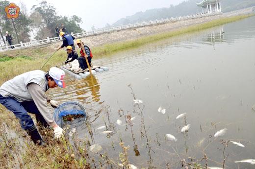 蘭湖魚群大量死亡，廠商以膠筏及網羅清除魚屍。
（張建騰攝）