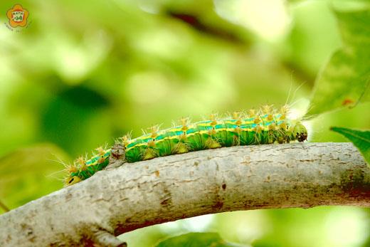 金門國家公園管理處於中山林行政中心發現四黑目天蠶蛾，美艷奪目。（金管處提供）