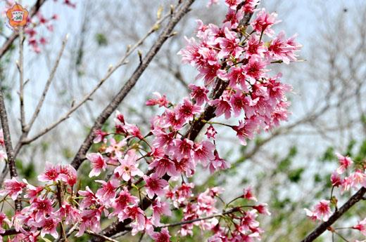 山櫻花朵朵綻放，耀眼奪人，金門縣林務所去年初進行櫻花引種及試驗種植，農曆年後分批開花（如圖），期後續能以無性繁殖技術增加苗木數量，營造櫻花林。
（林務所提供）
