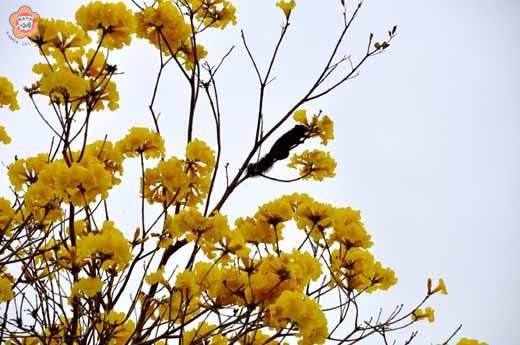   松鼠採花，愛到最高點；一隻松鼠正在吃黃金風鈴木的花。（張建騰攝）