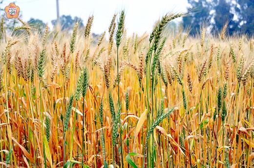 地區契作小麥由綠轉黃，即將進入收成期，由於天公作美、種植面積提升、小麥長成不錯，農試所預估今年產量將創新高。（陳麗妤攝）