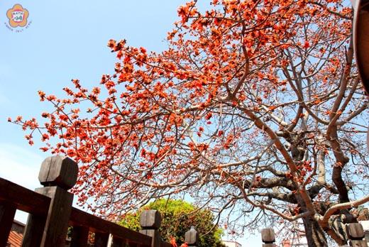 總兵署木棉樹王盛開,民眾務必把握花期前往賞花。(董森堡攝)